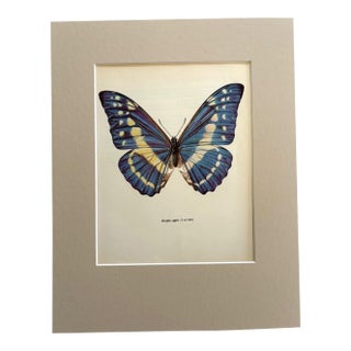 Vintage 1965 Butterfly Print in 11x14 Mat: Morpho Cypris (Westwood), EUC For Sale