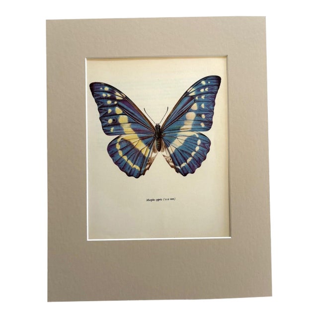 Vintage 1965 Butterfly Print in 11x14 Mat: Morpho Cypris (Westwood), EUC For Sale