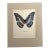 Vintage 1965 Butterfly Print in 11x14 Mat: Morpho Cypris (Westwood), EUC For Sale