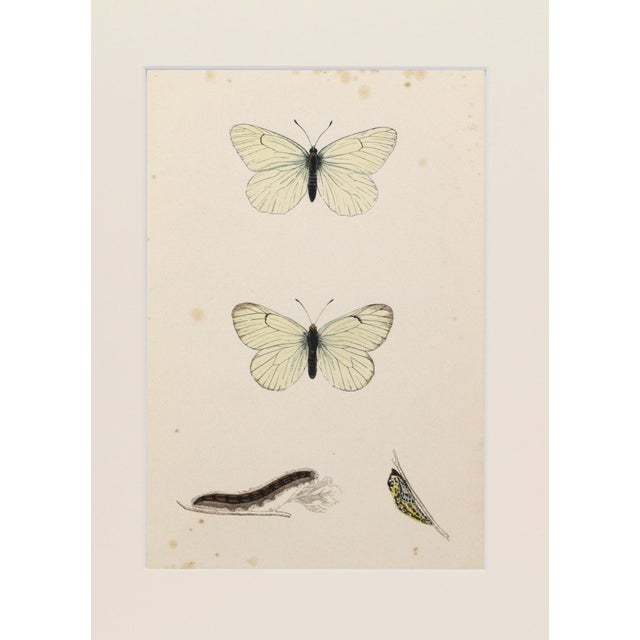 Realism 19th Century Antique Morris Butterfly Print Hand Colored Lithograph 1853 For Sale - Image 3 of 4