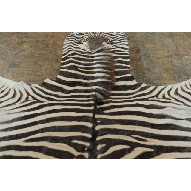 Rug & Kilim’s Contemporary Burchell Zebra Hide With Classic Black Stripes For Sale - Image 9 of 9