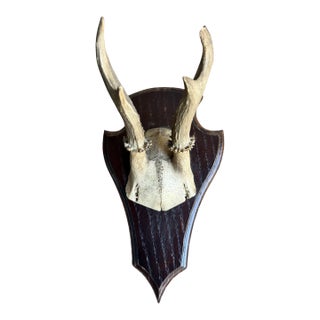 Roe Deer Trophy 142 Black Forest Antlers For Sale