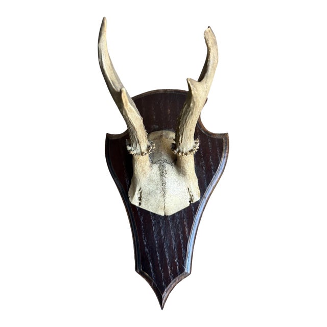 Roe Deer Trophy 142 Black Forest Antlers For Sale