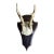 Roe Deer Trophy 142 Black Forest Antlers For Sale