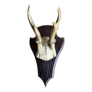 Roe Deer Trophy 142 Black Forest Antlers