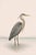 Great Blue Heron Coastal Study, Neutral Bird Wall Art Print, 20" X 30" For Sale