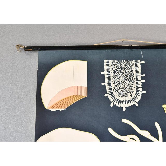 1950s Wall Chart of the Mushroom by Jung-Koch-Quentell, 1950s For Sale - Image 5 of 8