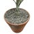 Right Proper Designed Tole Olive Topiary For Sale - Image 11 of 11