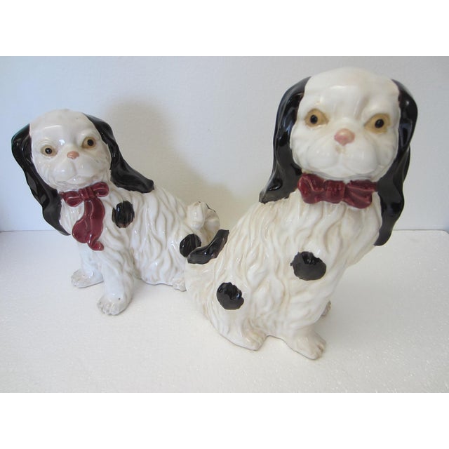 English Staffordshire Style English Spaniels Cavalier Comforter Dogs For Sale - Image 3 of 11
