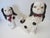 English Staffordshire Style English Spaniels Cavalier Comforter Dogs For Sale - Image 3 of 11