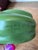 1993 Mary Kirk Kelly Signed Ceramic Green Bell Pepper Sculpture For Sale In Indianapolis - Image 6 of 8