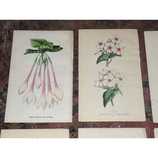 This set of seven (7) antique 19th century hand colored lithographs depict several varieties of flowering botanicals....