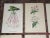 This set of seven (7) antique 19th century hand colored lithographs depict several varieties of flowering botanicals....