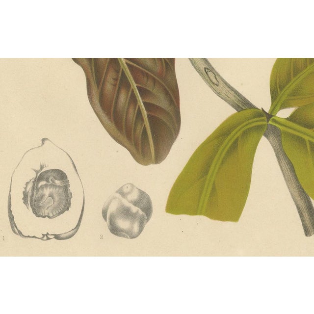 Hoola van Nooten, Wax Apple Fruit Botanical, 1880, Chromolithograph For Sale - Image 3 of 9