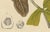 Hoola van Nooten, Wax Apple Fruit Botanical, 1880, Chromolithograph For Sale - Image 3 of 9