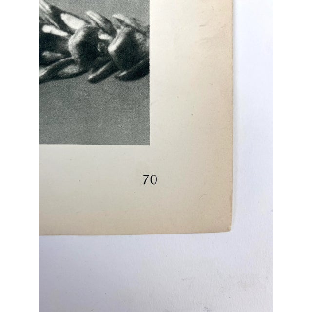 1920s Antique Botanical Blossfeldt Print - No. 70 For Sale - Image 5 of 6