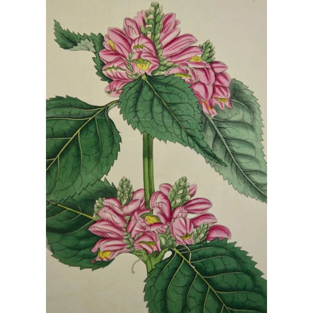 Realism Flowering Lyons' Chelone Botanical: A 19th C. Hand-Colored Engraving by Curtis, 1816 For Sale - Image 3 of 5