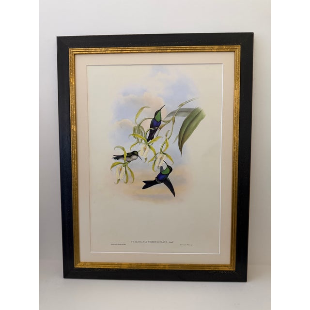 Traditional 1990s Framed Prints, Set of 4, Swallow-Tail, Refulgent Wood Nymph, Black-Banded Wood Nymph, Blue-Crowned Wood Nymph Hummingbird Hill House Editions For Sale - Image 3 of 17