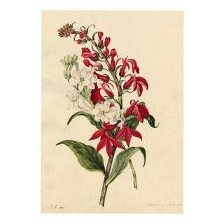 E.B.R., Cardinal (Lobelia Cardinalis) & Tuberose Flower, 1800s, Paper For Sale