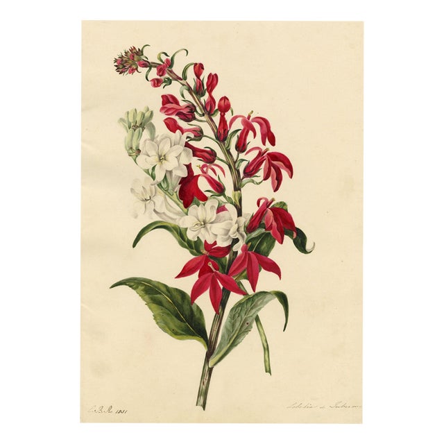 E.B.R., Cardinal (Lobelia Cardinalis) & Tuberose Flower, 1800s, Paper For Sale