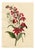 E.B.R., Cardinal (Lobelia Cardinalis) & Tuberose Flower, 1800s, Paper For Sale