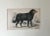 This charming engraving of a Newfoundland dog is from Sir William Jardine’s work The Naturalist’s Library. The work was...