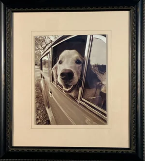Late 20th Century Jim Dratfield Petography® Photograph – Golden Retriever in Car Window