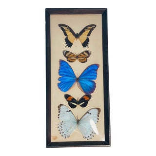 Vintage Framed Butterfly Specimens For Sale