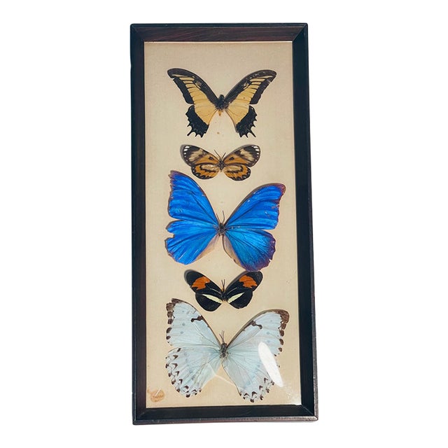 Vintage Framed Butterfly Specimens For Sale