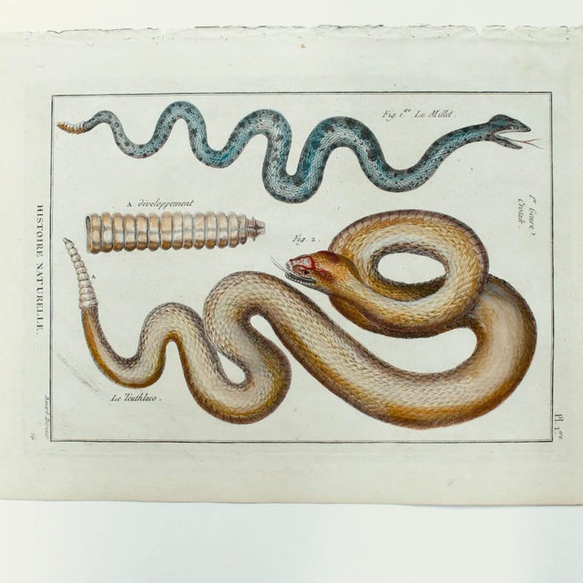 Greige Set of Five Hand Colored Snake Engravings, 18th Century For Sale - Image 8 of 12