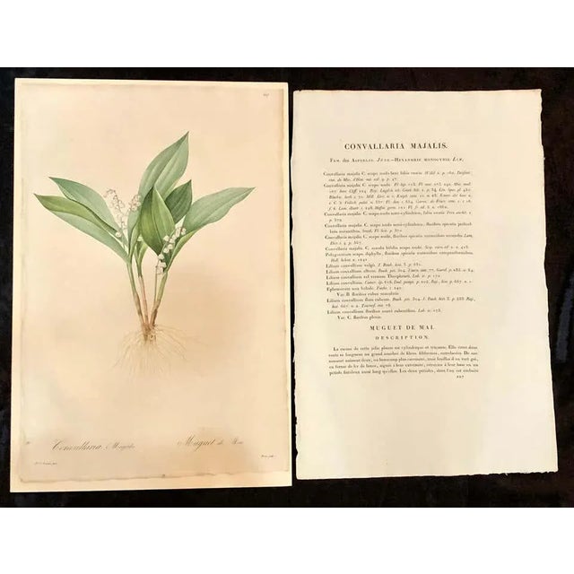 Convallaria Majalis hand colored engraving signed P. J. Redoute. One signed and numbered of a set of large and impressive...