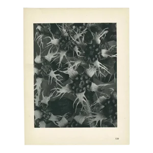 1928 Karl Blossfeldt Original Period Photogravure N120 of Ballota Acuta
