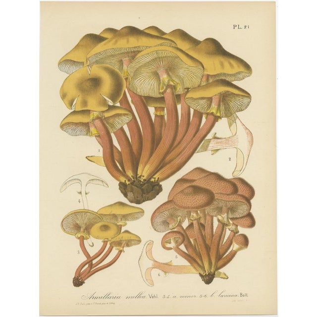 Paper Barla, Mycology Illustrations of Various Fungi, 1890, Prints, Set of 12 For Sale - Image 7 of 14