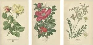 Edward Step, Roses Showcase, 1896, Prints, Set of 3