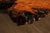The Burlwood Co. Star Dust Redwood Burl Live Edge Coffee Table For Sale - Image 14 of 18
