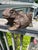 Eye catching bronze frog with great patina and character. Great indoors or in the garden. GG