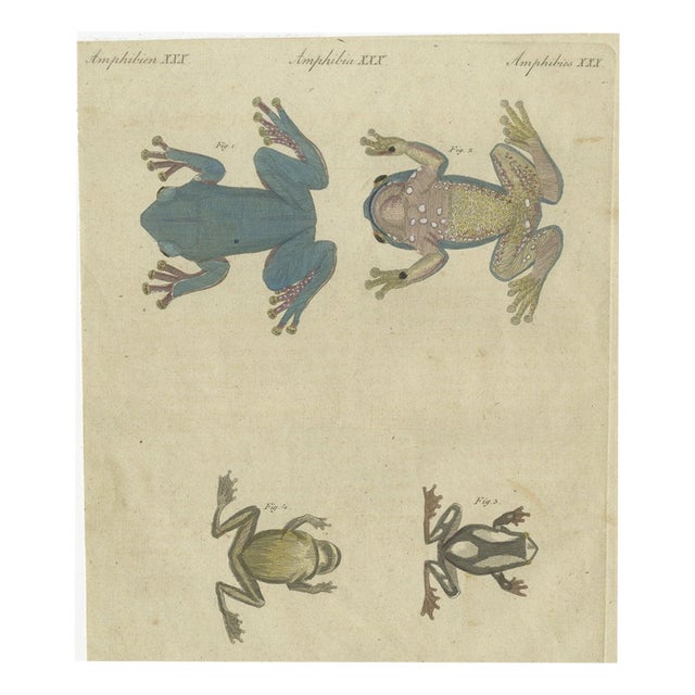 Bertuch, Four Tree Frogs Including a Blue Frog, 1815, Print For Sale