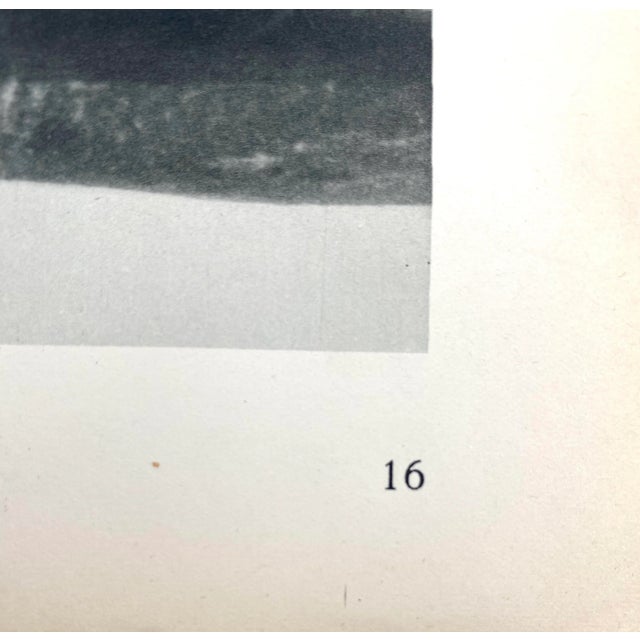 Framed Vintage Botanical Blossfeldt Print - No. 16 For Sale In Los Angeles - Image 6 of 7