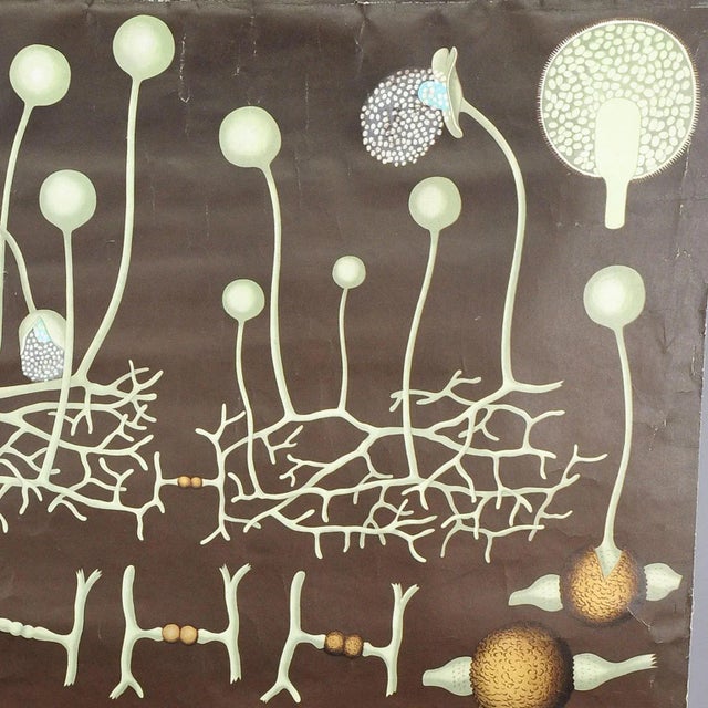 Mildew Mold Head Brush Decorative Art Print Wall Chart by Jung Koch Quentell For Sale - Image 3 of 6