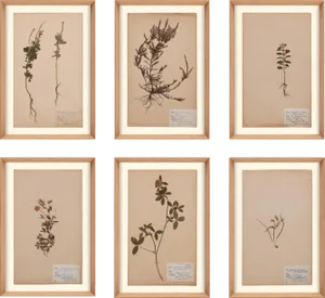 Herbarium, Framed Artwork - Set Of 6