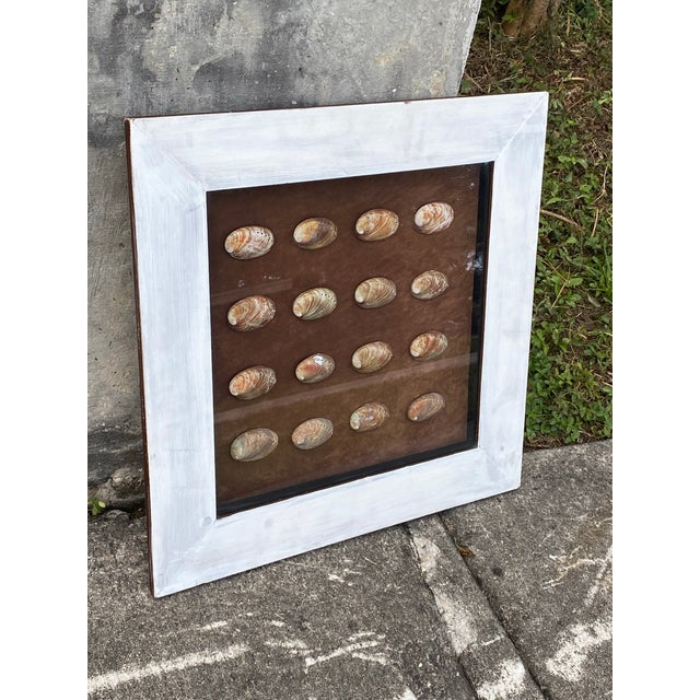 Vintage Coastal Shadow Box Featuring Multiple Abalone Shells. For Sale - Image 10 of 12