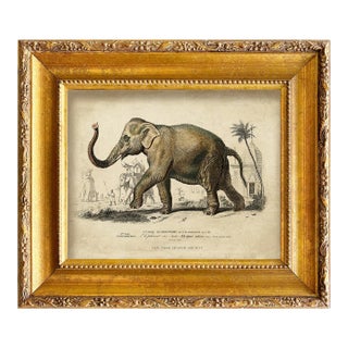 Reproduction Vintage Elephant Art Print in Vintage Gold Frame For Sale