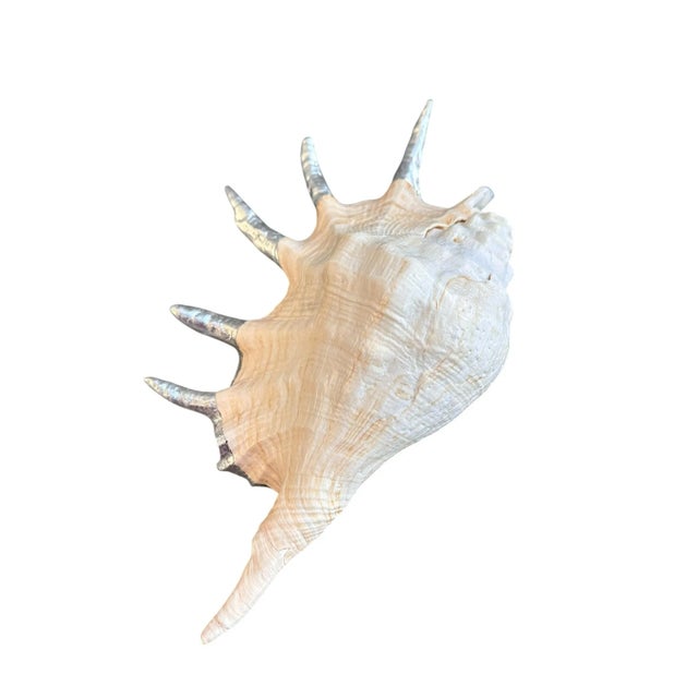 2020s Monumental 13” Natural Shell, Silver Leaf Lambis Spider Conch Sculpture, Organic Coastal Objet D’Art For Sale - Image 5 of 8