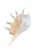 2020s Monumental 13” Natural Shell, Silver Leaf Lambis Spider Conch Sculpture, Organic Coastal Objet D’Art For Sale - Image 5 of 8