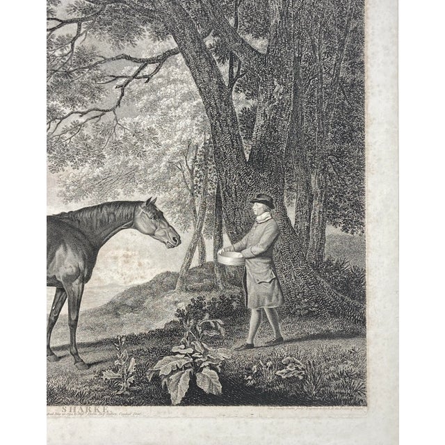 Traditional Late 18th Century "Sharke" Horse, Original Engraving After Stubbs, Unframed For Sale - Image 3 of 7