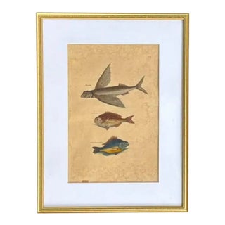 18th Century Framed Trio of Fish Engraving by Mark Catesby For Sale