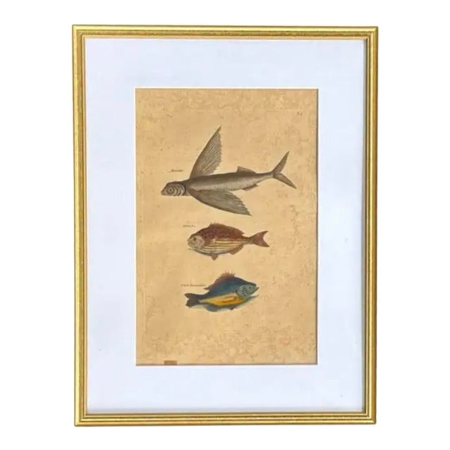 18th Century Framed Trio of Fish Engraving by Mark Catesby For Sale