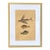 18th Century Framed Trio of Fish Engraving by Mark Catesby For Sale