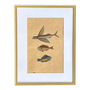18th Century Framed Trio of Fish Engraving by Mark Catesby