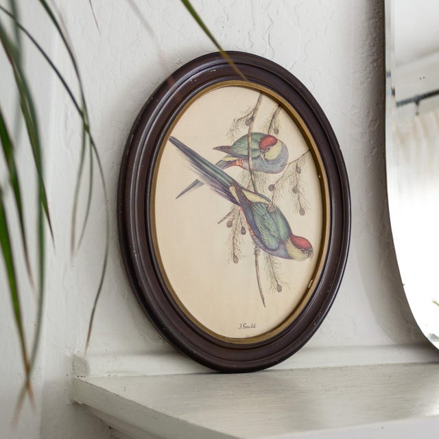 Illustration J Gould 19th Century Red Capped Parakeet Reproduction Print in Oval Frame For Sale - Image 3 of 7
